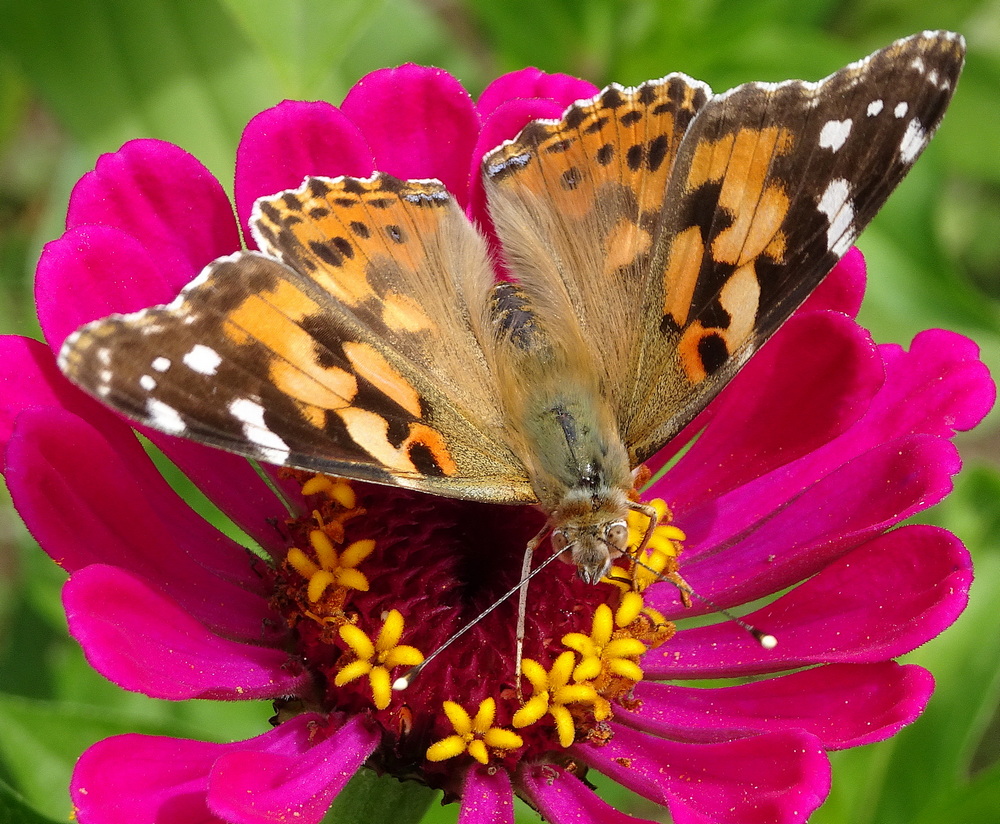 Traditional In Class M By Art Yost For Painted Lady Polinating MAY-2019.jpg